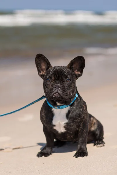 Jovem Bulldog francês sentado na praia . — Fotografia de Stock