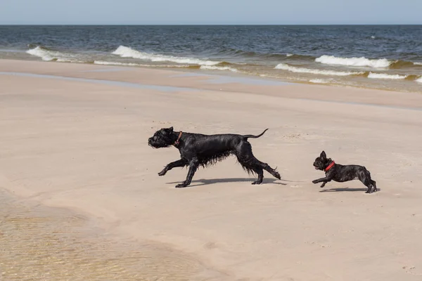 Junge französische Bulldogge spielt am Strand. lizenzfreie Stockbilder