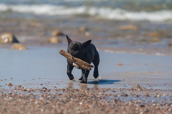 Unga franska bulldog spelar på stranden. Royaltyfria Stockbilder