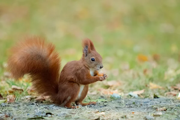 Rotes Eichhörnchen frisst Haselnuss auf Gras. Stockbild