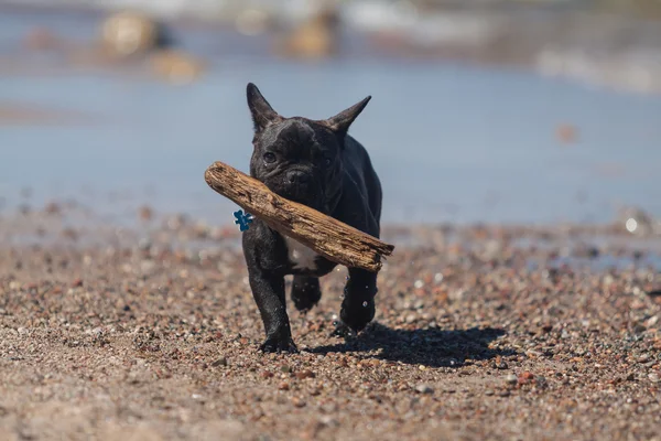 Jovem Bulldog francês brincando na praia . Fotografias De Stock Royalty-Free