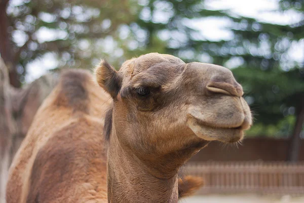 stock image Camel face