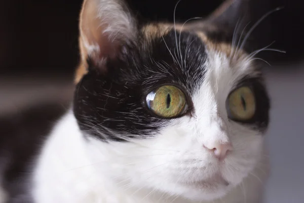 stock image Cat with big eyes