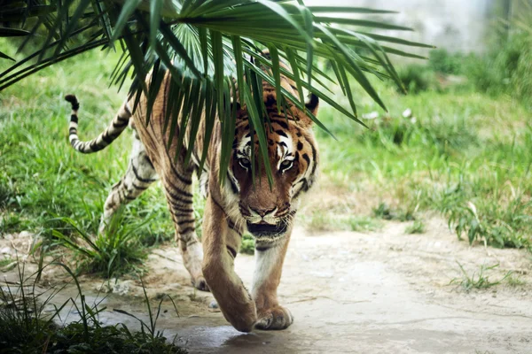 Тигр ходьби Ліцензійні Стокові Зображення