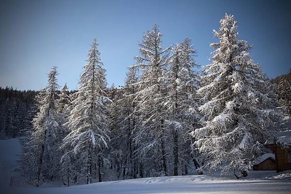 Сніжне дерев Стокове Зображення