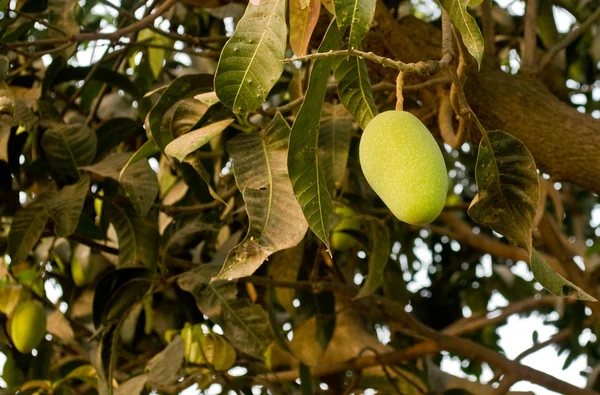 Mango verde — Foto de Stock