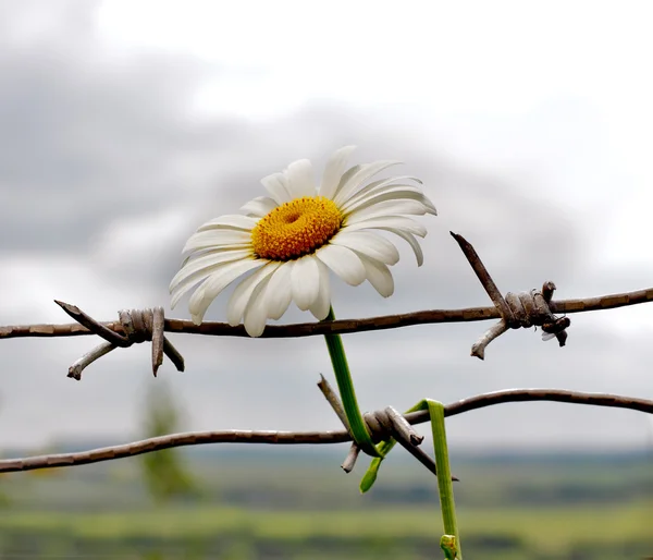 Flowers and barbwire — Stock Photo, Image