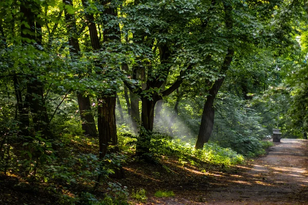 Güneş ışınları