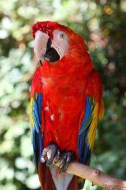 Red parrot clipart