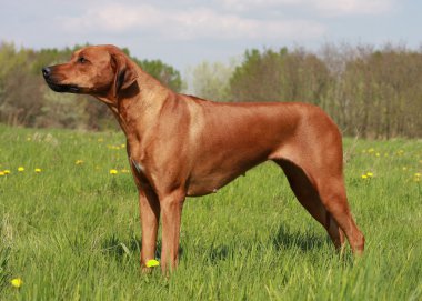 Ridgeback