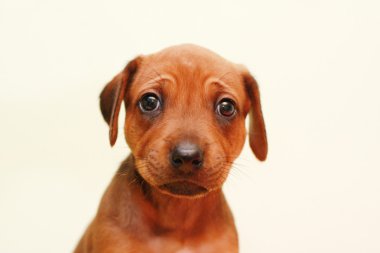 Ridgeback köpek yavrusu