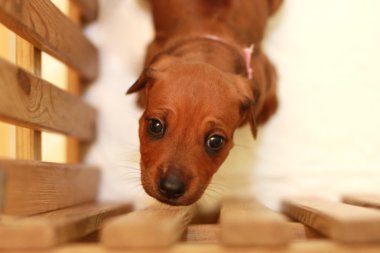 Ridgeback köpek yavrusu