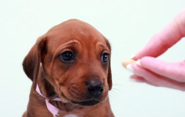 Ridgeback köpek yavrusu