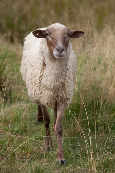 Ovejas en un campo — Foto de Stock