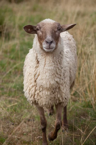 Ovejas en un campo — Foto de Stock