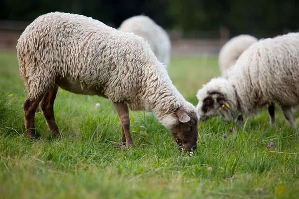 Ovejas en un campo — Foto de Stock