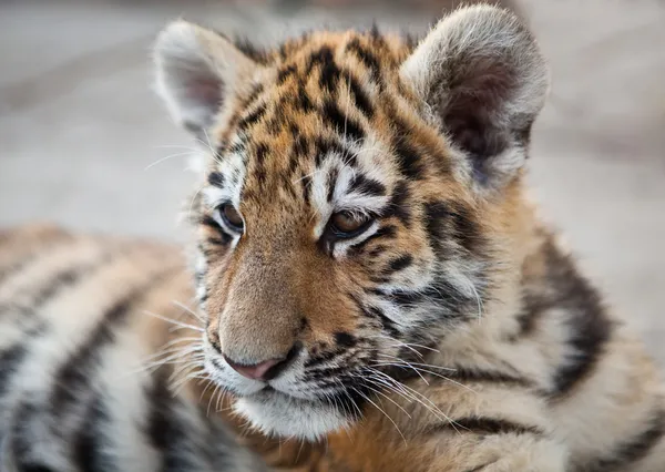 Молодой тигр — стоковое фото