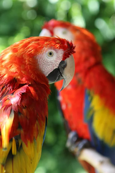 stock image Red parrots