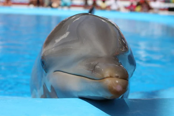 Dolfijn — Stockfoto