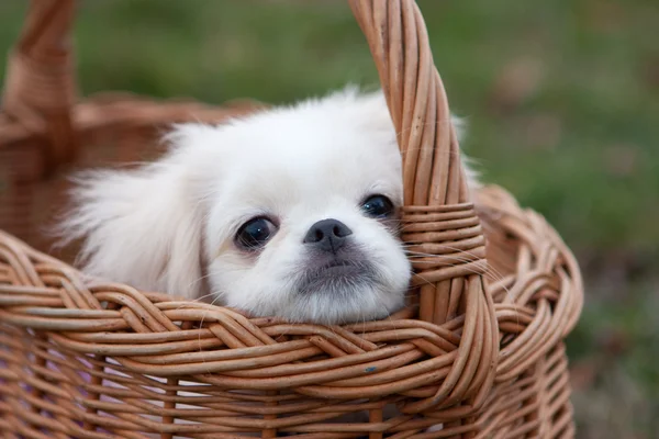 Cãozinho pekinês na cesta — Fotografia de Stock