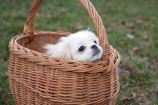 Pekinese puppy in basket — Stock Photo, Image