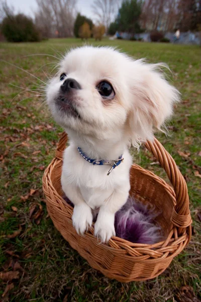Cãozinho pekinês na cesta — Fotografia de Stock