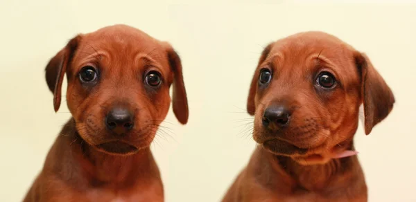 Ridgeback puppy — Stock Photo, Image