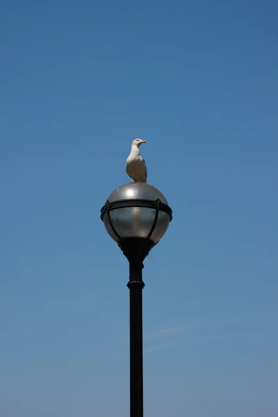 Mewa siedzi na lampy — Zdjęcie stockowe