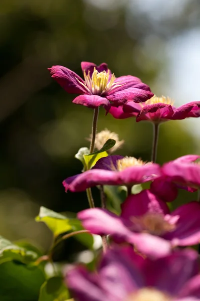 Фиолетовые цветы - Clematis — стоковое фото