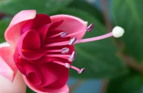 Różowy kwiat - fuksja — Zdjęcie stockowe
