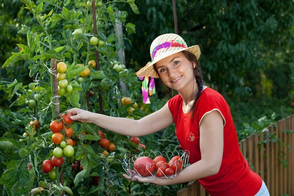 토마토를 수확 하는 젊은 정원사 여자 — 스톡 사진