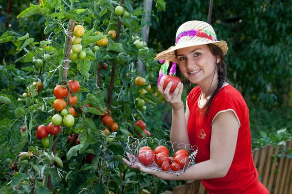 Kobieta młody ogrodnik zbioru pomidorów — Zdjęcie stockowe