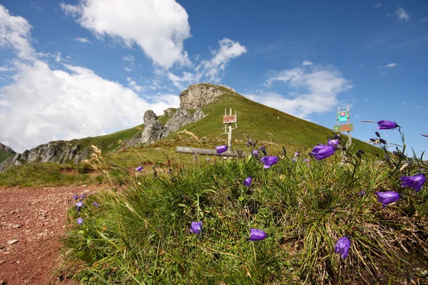 Flor em altas montanhas — Fotografia de Stock