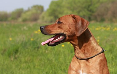 Ridgeback