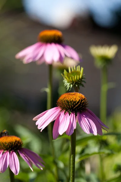 Фіолетові квіти - Ехінацея — стокове фото