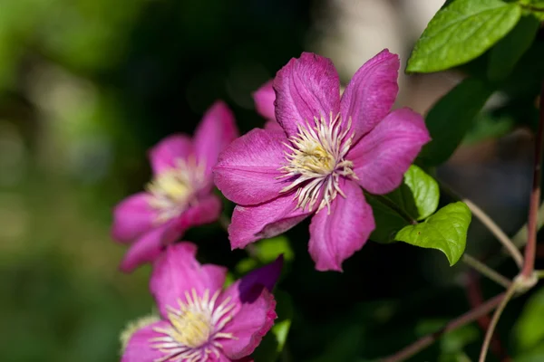 Purple flowers - Clematis — Stock Photo, Image