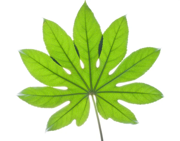 Velký zelený list — Stock fotografie