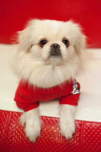 Белая пекинская собака — стоковое фото