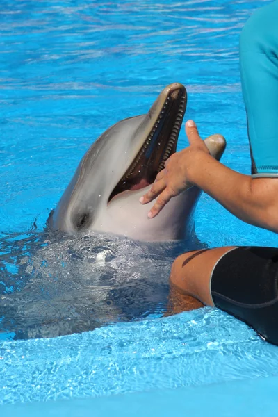 Delfín y humano — Foto de Stock