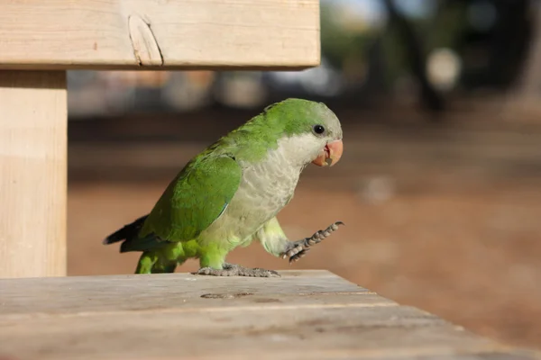 stock image Green parrot