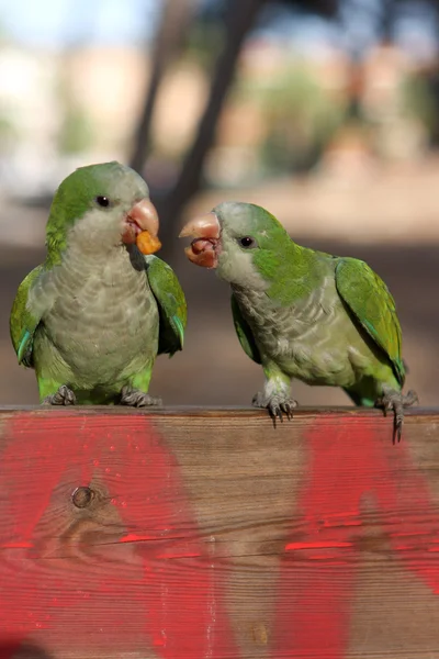 Зеленые попугаи — стоковое фото