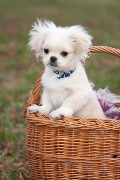 Cachorro pekinés en cesta —  Fotos de Stock