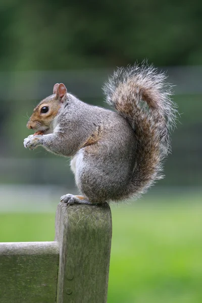 Esquilo de pé — Fotografia de Stock