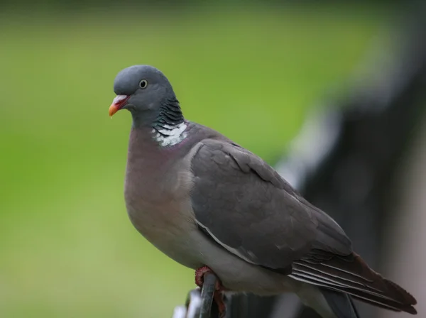 stock image Rock dove