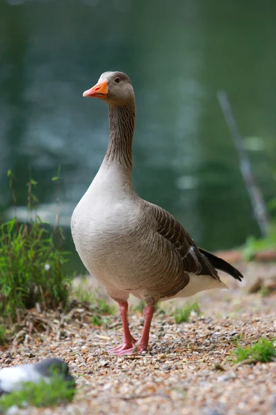 Grey goose — Stock Photo, Image