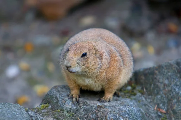 Marmotte debout sur un rocher — Photo