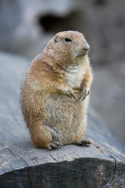 Marmota em pé sobre um caule — Fotografia de Stock