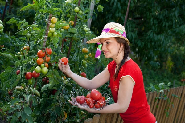 Mladého zahradníka žena sklizně rajčat — Stock fotografie