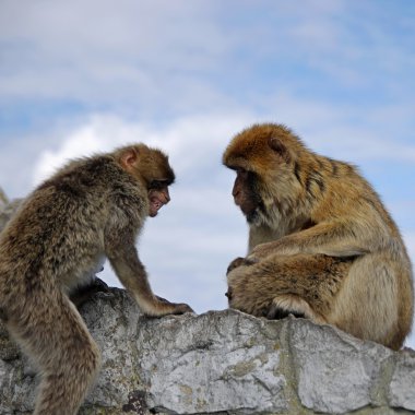 Monkey family disharmony. Gibraltar clipart