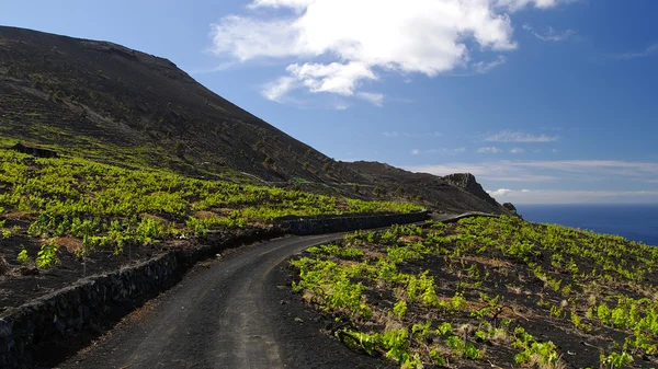 Landstraße zwischen den Weintrauben. La Palma Insel — Stockfoto